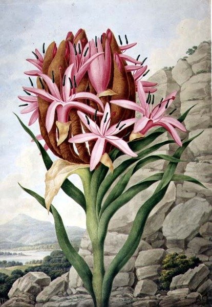 PD.757-1973 Mızrak Zambak (Doryanthes excellsa) by John Lindley