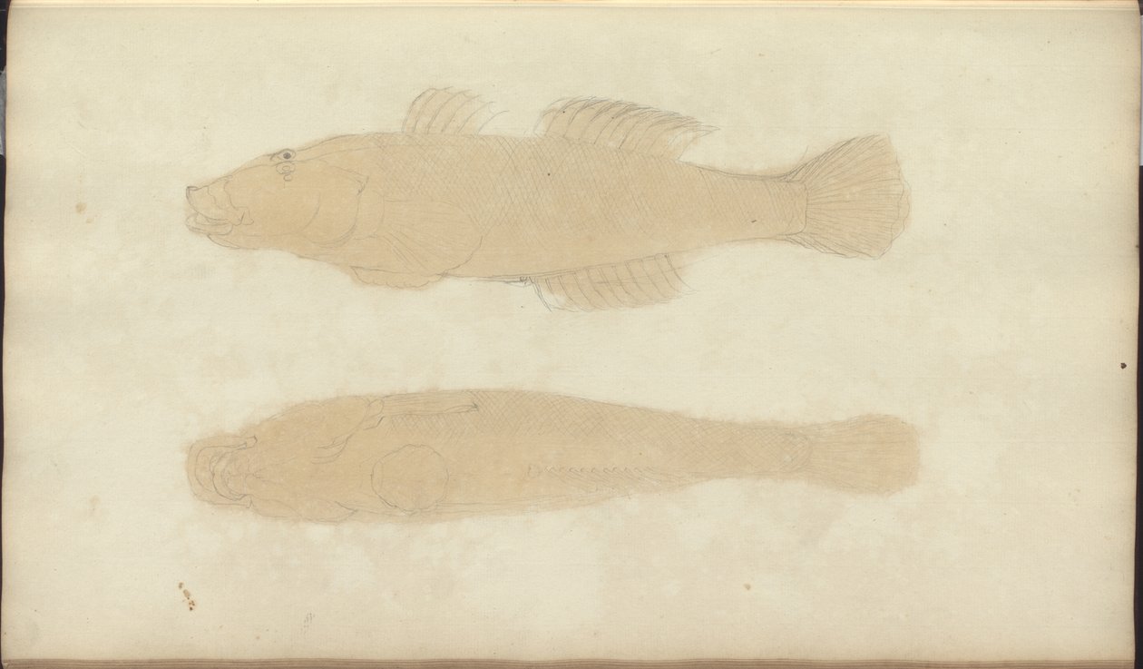 Lindsay Çizimleri Vol. VII, 21 by John Lindsay