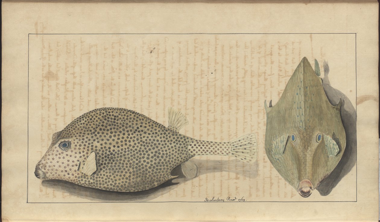 Lindsay Çizimleri Vol. VII, 26 by John Lindsay