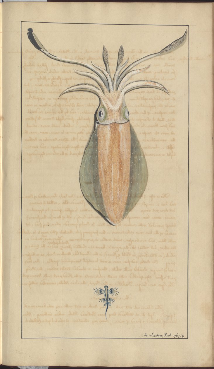 Lindsay Çizimleri Vol. VII, 29 by John Lindsay