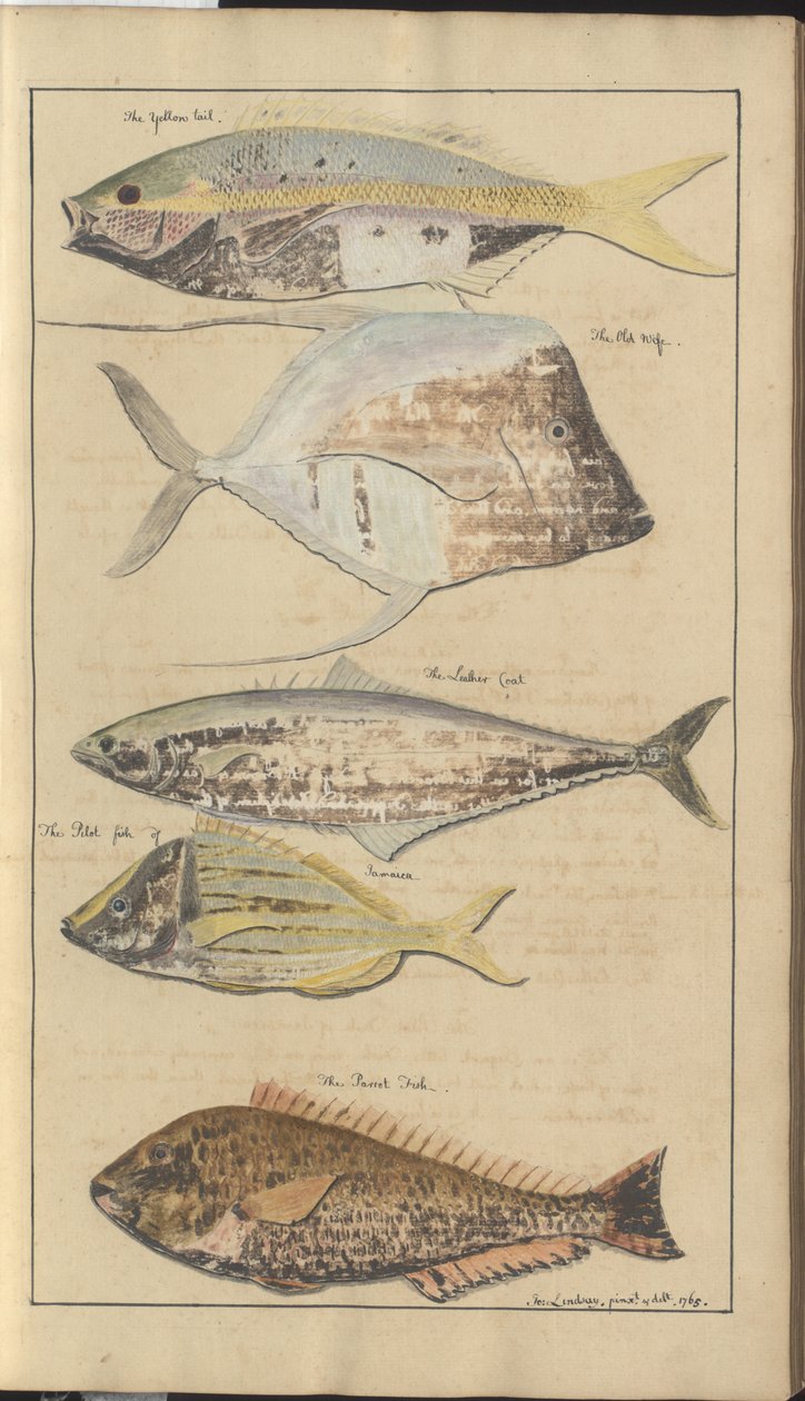 Lindsay Çizimleri Vol. VII, 2 by John Lindsay