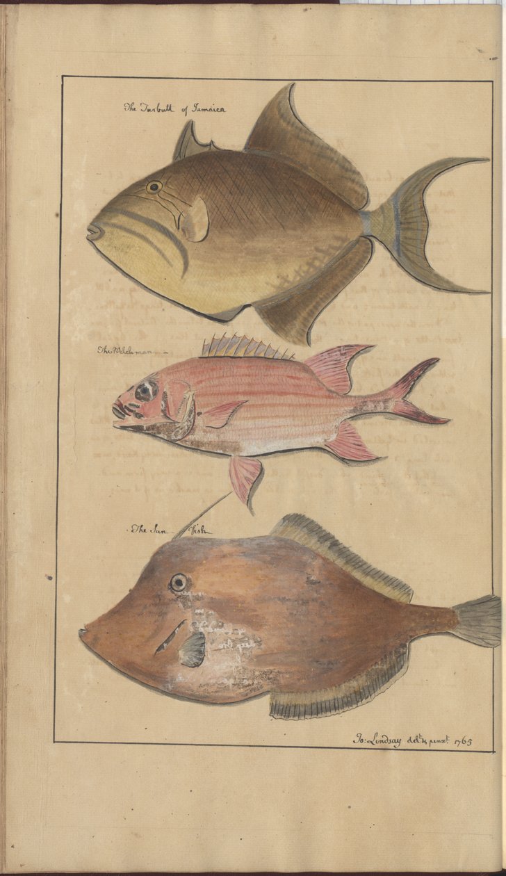 Lindsay Çizimleri Vol. VII, 6 by John Lindsay