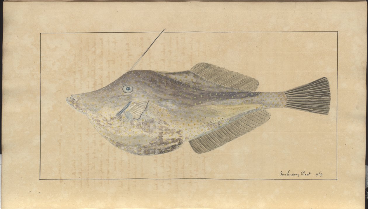 Lindsay Çizimleri Vol. VII, 7 by John Lindsay