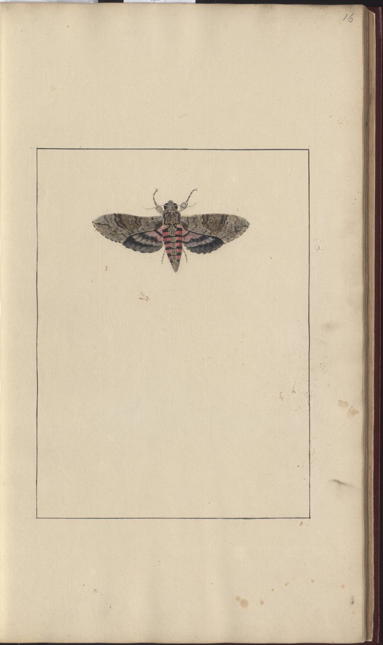 Lindsay Çizimleri Vol. BİZ by John Lindsay