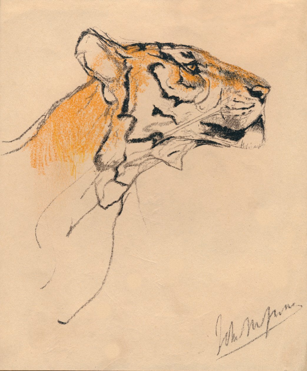 Kaplanın Başı, c1910 by John Macallan Swan