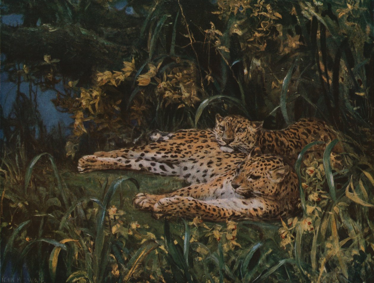 Hint Leoparları, 19. yüzyılın sonu - 20. yüzyılın başı, 1930 doları. by John Macallan Swan