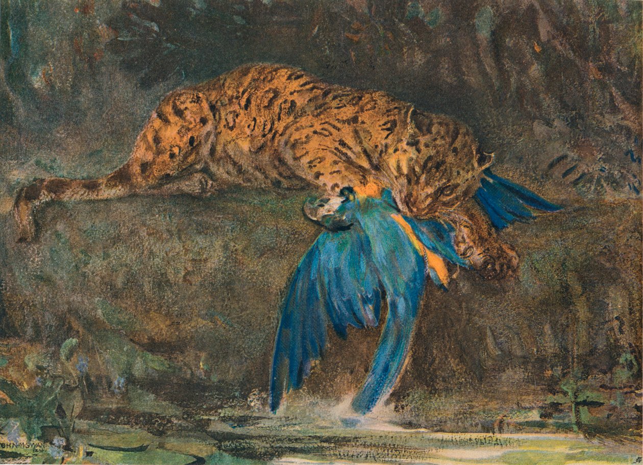 Jaguar ve Amerika papağanı, 19. yüzyılın sonlarında by John Macallan Swan