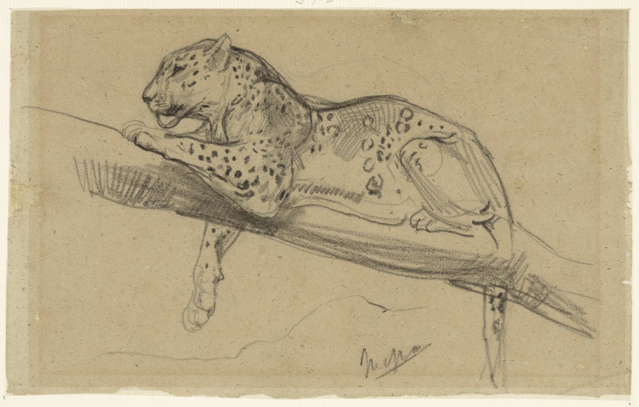 Dalda Yatan Leoparın İncelenmesi by John Macallan Swan