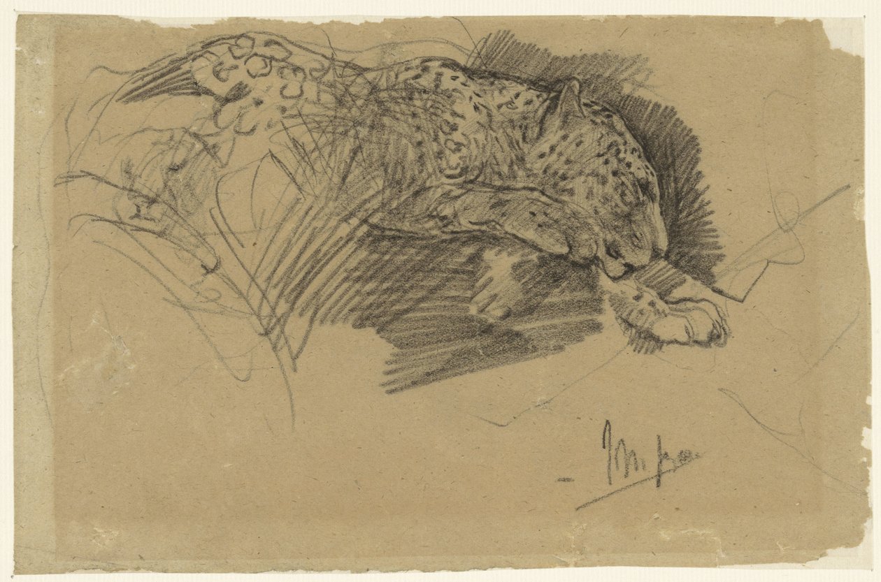 Bir leoparın çalışmaları by John Macallan Swan