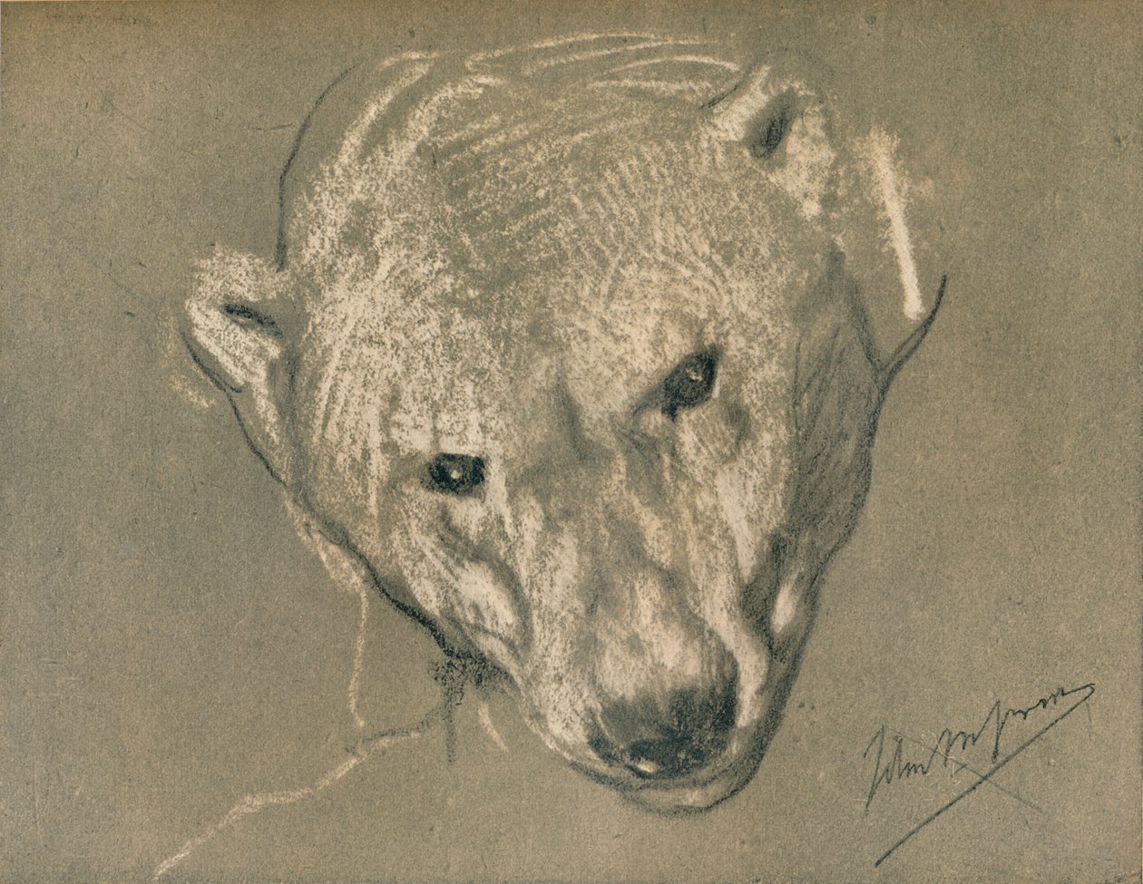 Bir Kutup Ayıları Kafasının Çalışması, c1901 by John Macallan Swan