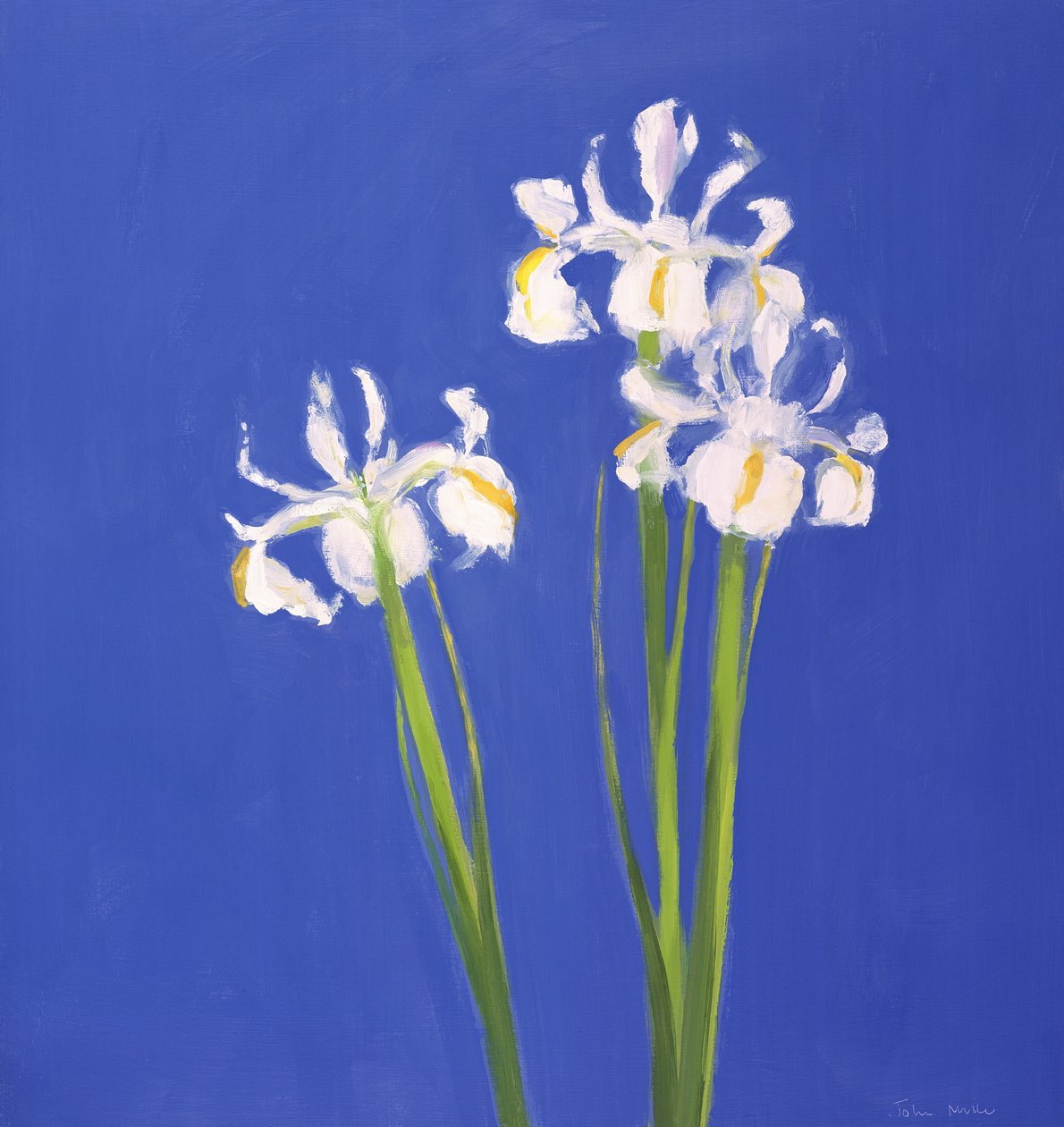 Hollandalı Beyaz Exelsior, 2000 by John Miller