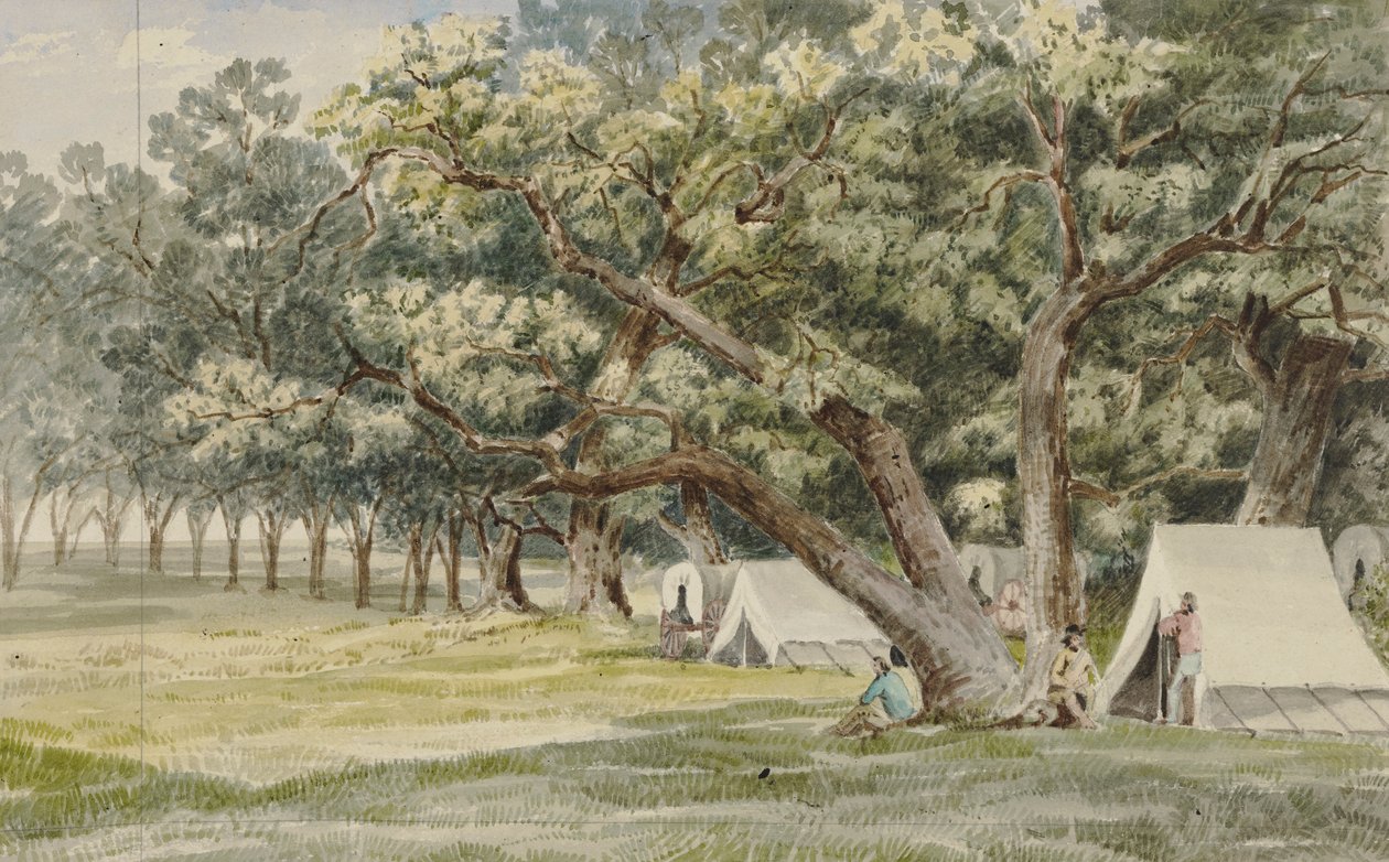 Cottonwood Korusu by John Mix Stanley