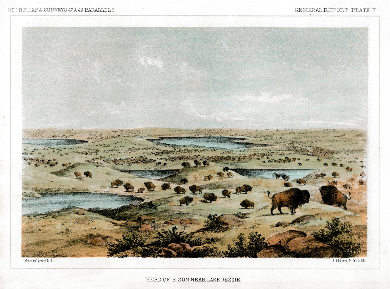 Jessie Gölü Yakınında Bizon Sürüsü, Kuzey Dakota, ABD, 1856. by John Mix Stanley