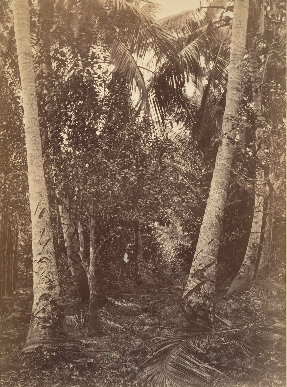 Tropikal Manzara, Turbo Yakınındaki Orman, 1871. by John Moran