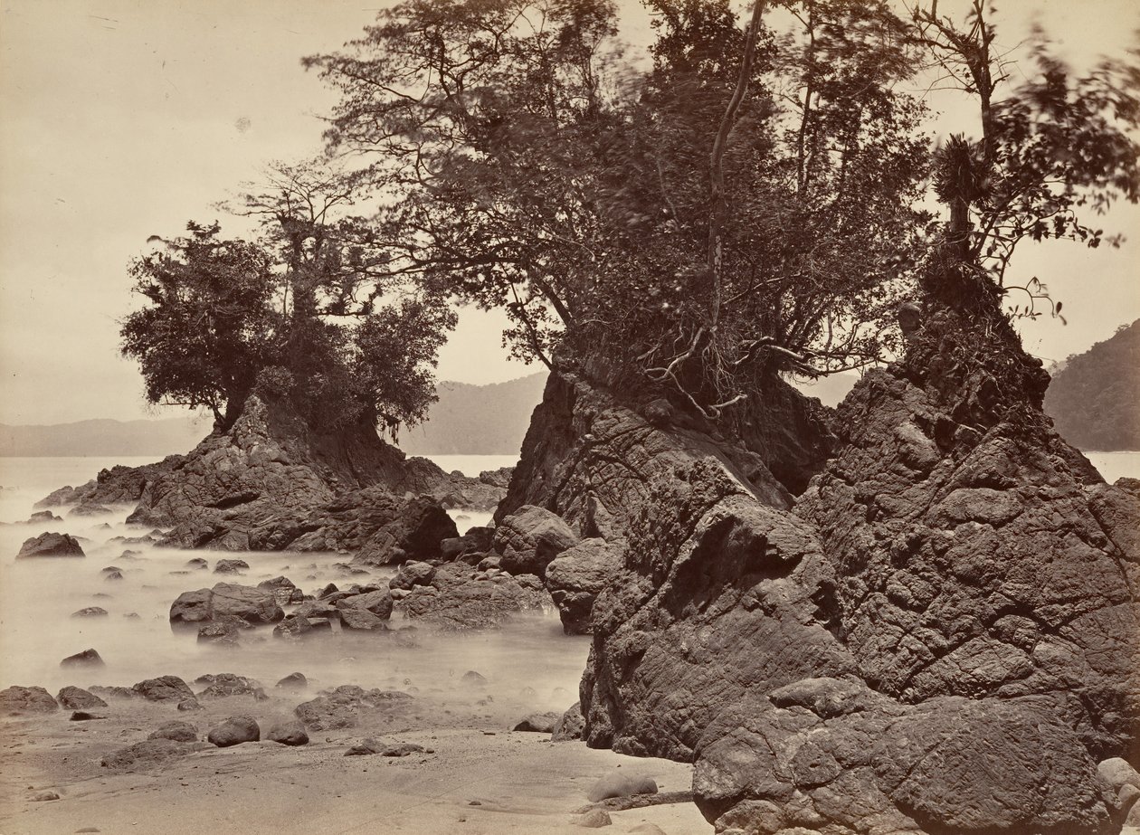Tropikal Manzara, Limon Koyu - Alçak Gelgit, 1871. by John Moran