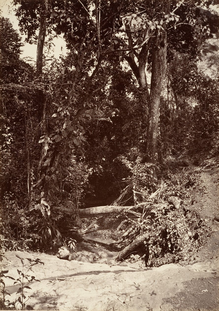 Tropikal Manzara, Brook El Bano, Chipigana, 1871. by John Moran