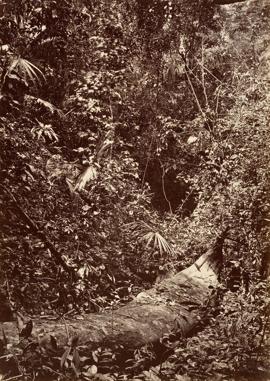 Tropikal Manzara, Tropikal Orman, 1871. by John Moran