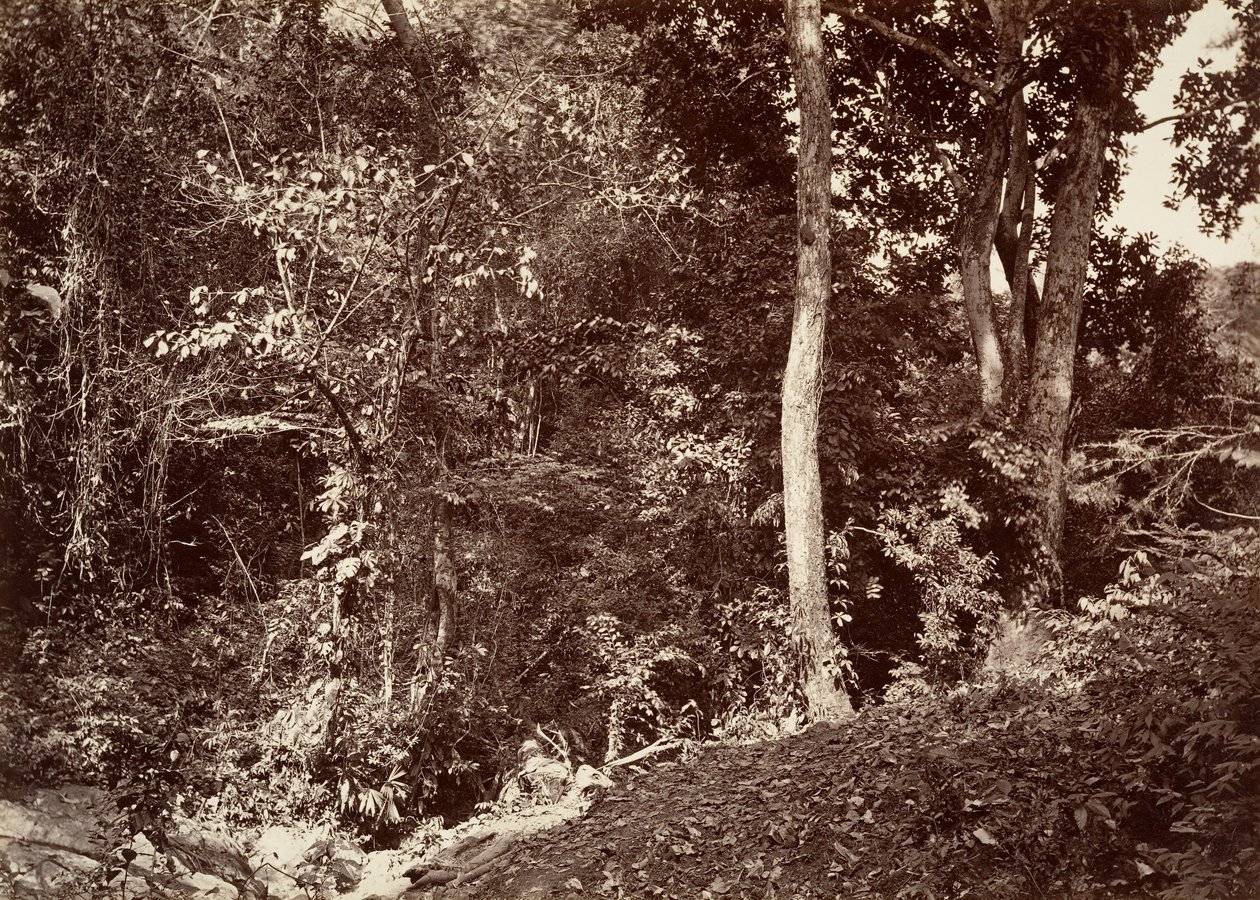 Tropikal Manzara, Chipigana Yakınında Görünüm, 1871. by John Moran