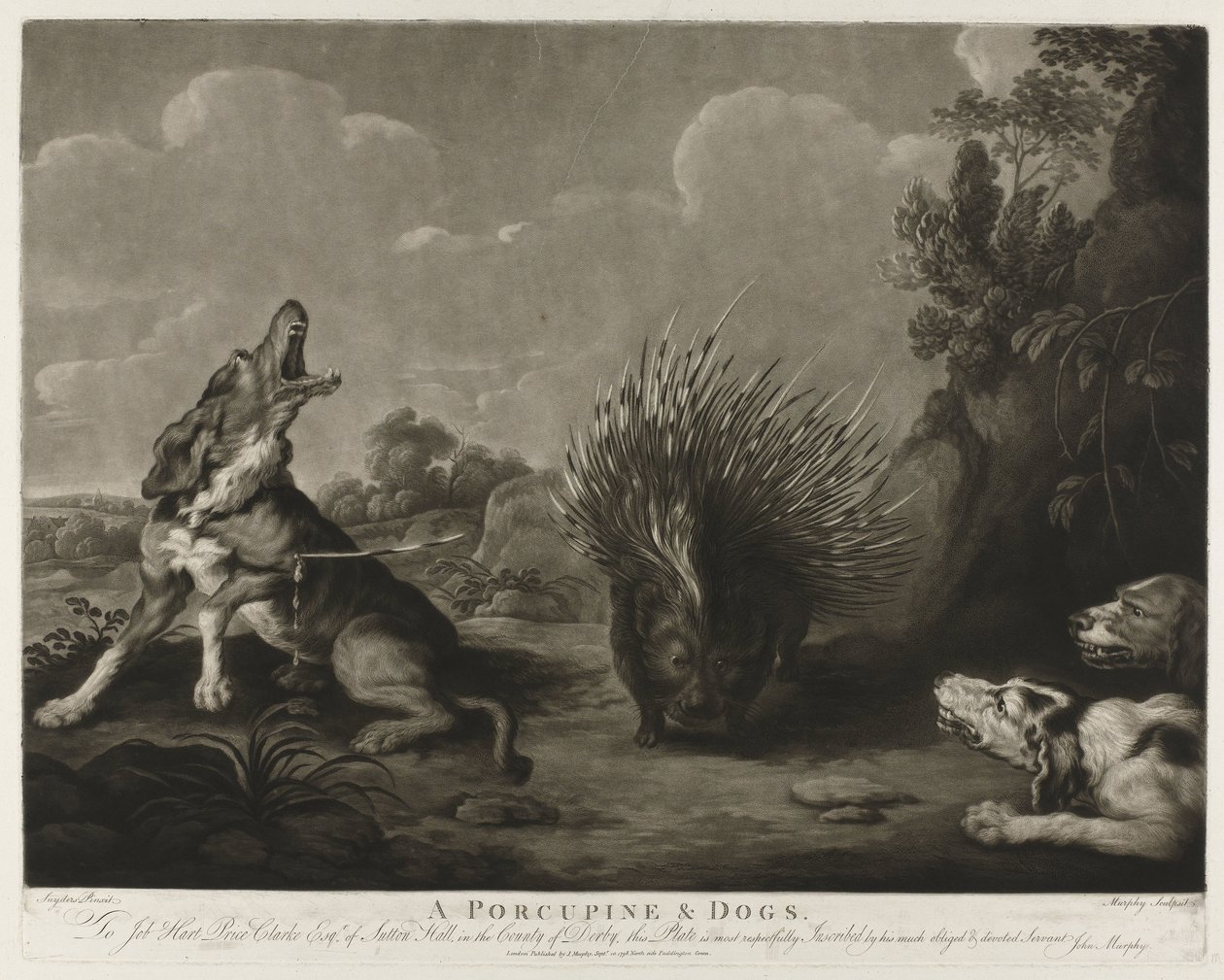 Kirpi ve üç köpek Bir Kirpi ve Köpekler (nesne üzerindeki başlık) by John Murphy