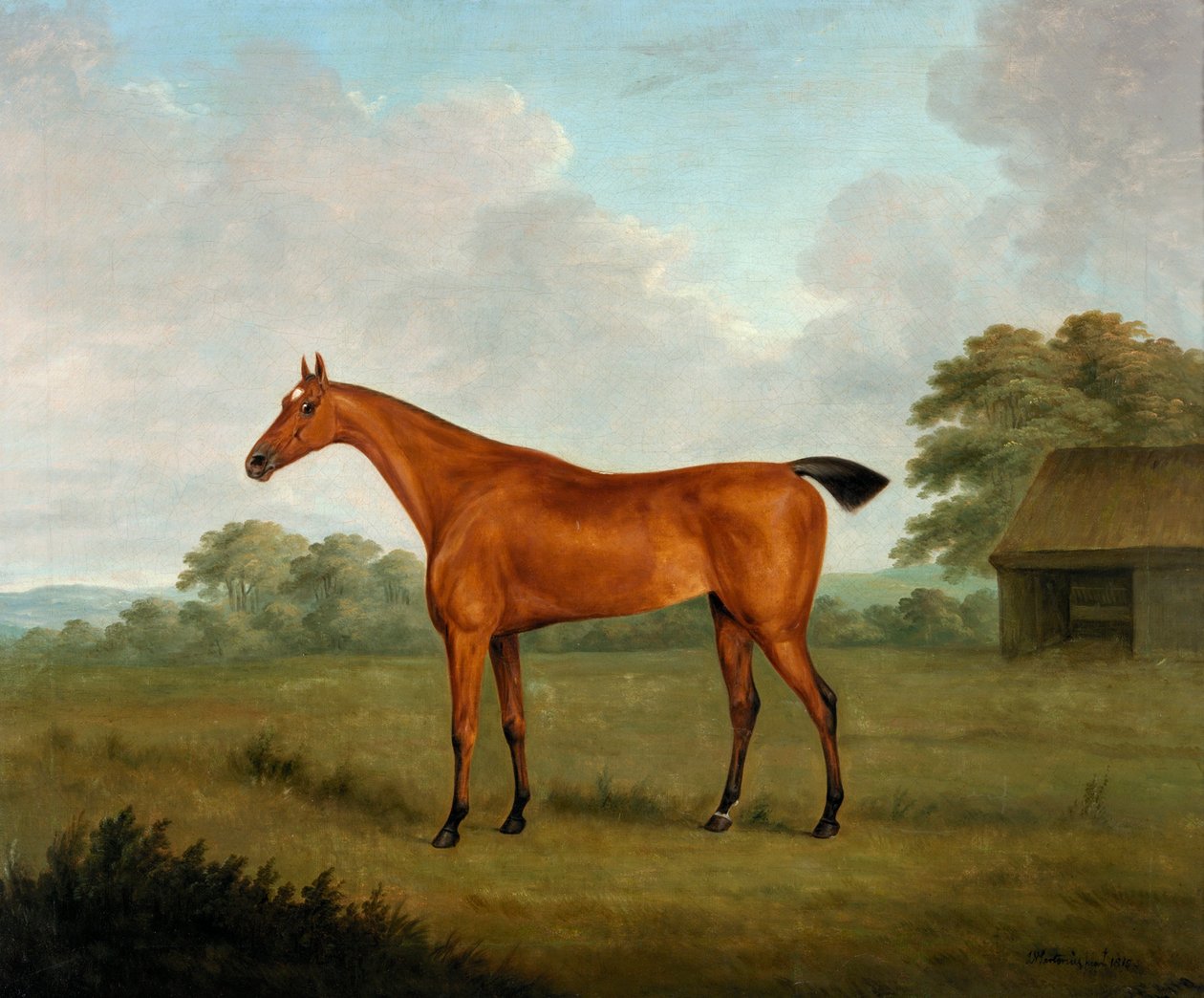 Manzarada Kestane At, 1815 by John Nott Sartorius
