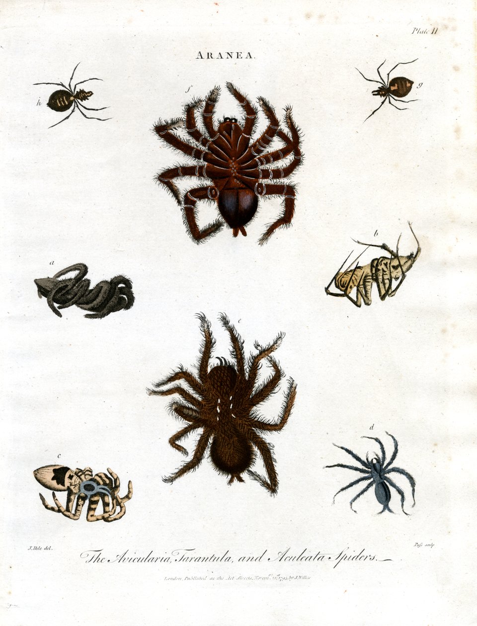 ARANEA: Avicularia; Tarantula ve Aculeata Örümcekleri by John Pass