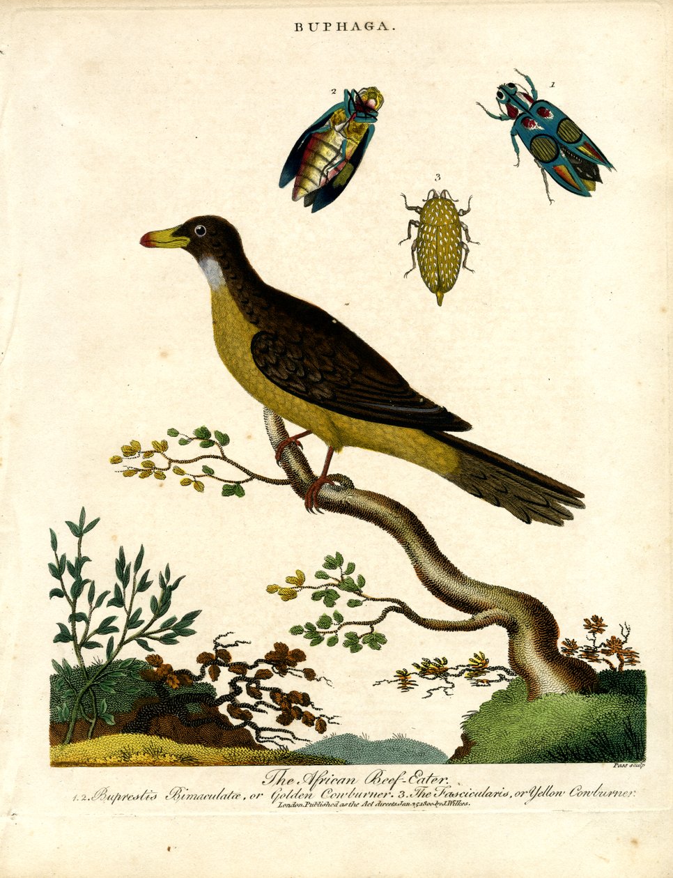 Afrika Öküzgagası (Buphaga) ve Mücevher Böcekleri by John Pass