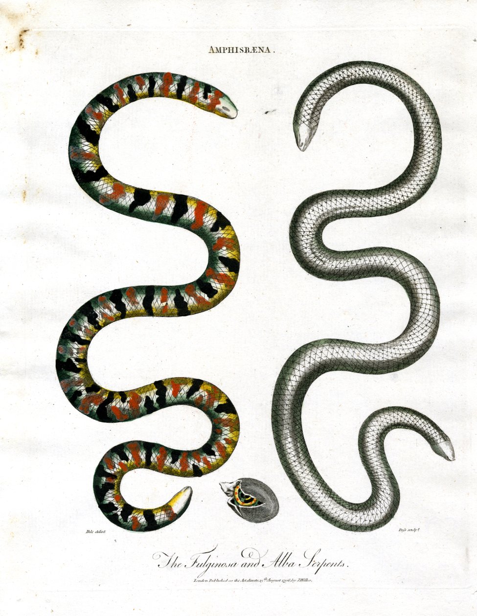 Amphisbaena: Fuliginosa ve Alba Yılanları by John Pass