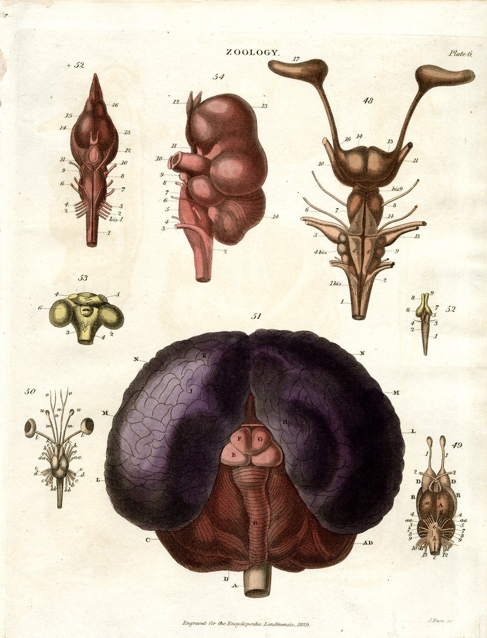 Beyin ve Sinir Sisteminin Anatomik Çizimleri (Levha 6) by John Pass