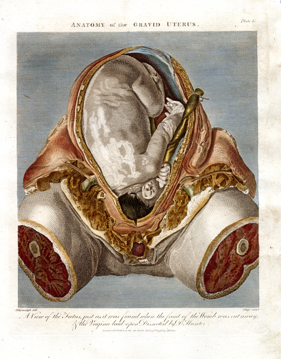 Gravid Uterusun Anatomisi by John Pass