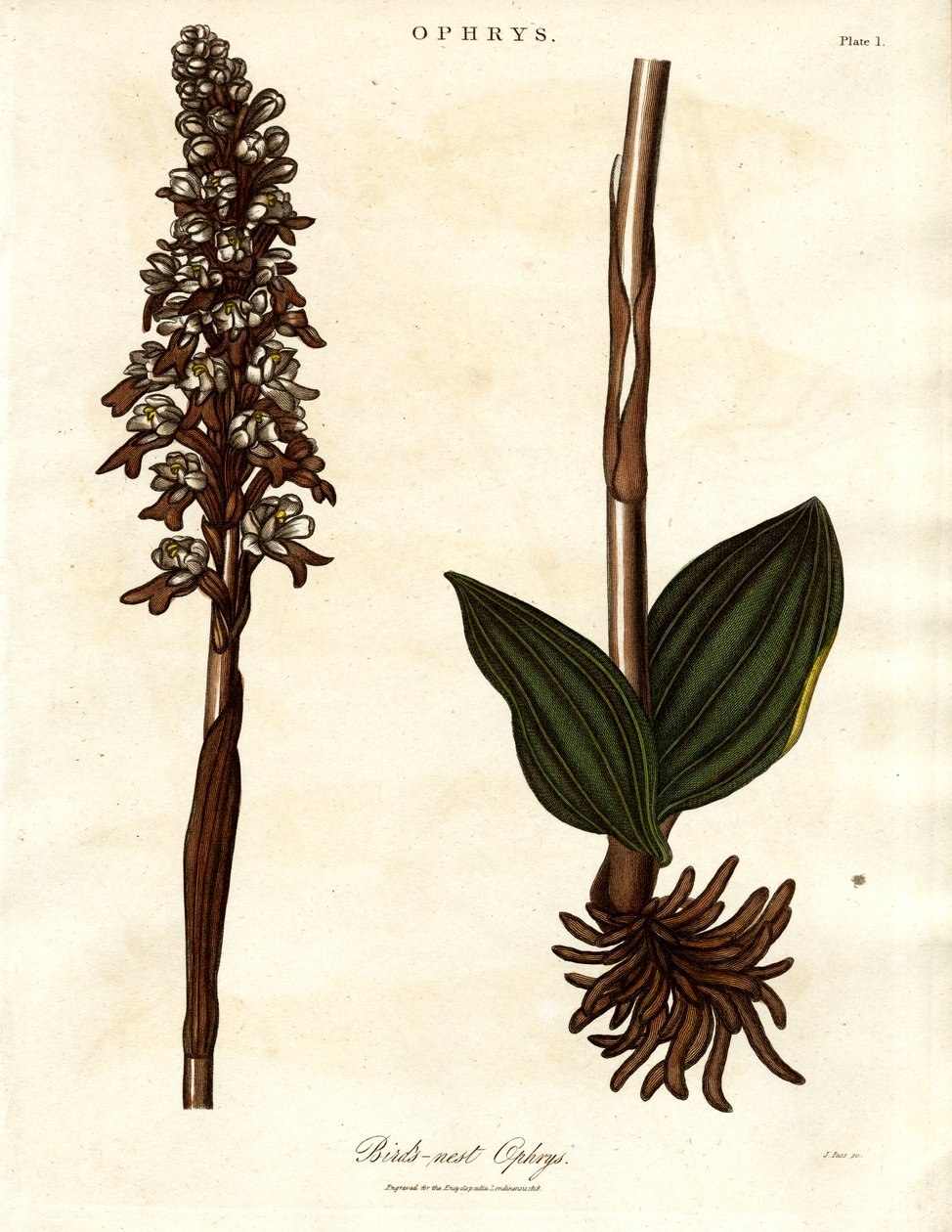 Kuş yuvası Ophrys by John Pass