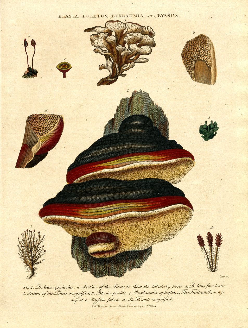 Blasia; Boletus; Buxbaumia; ve Byssus by John Pass