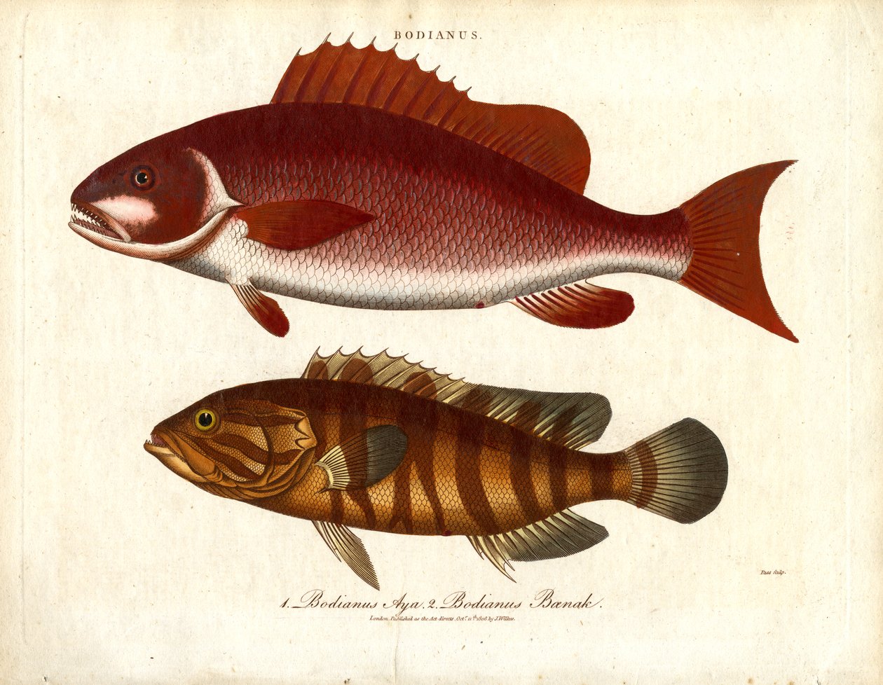 Bodianus - İki Deniz Levreği Türü by John Pass