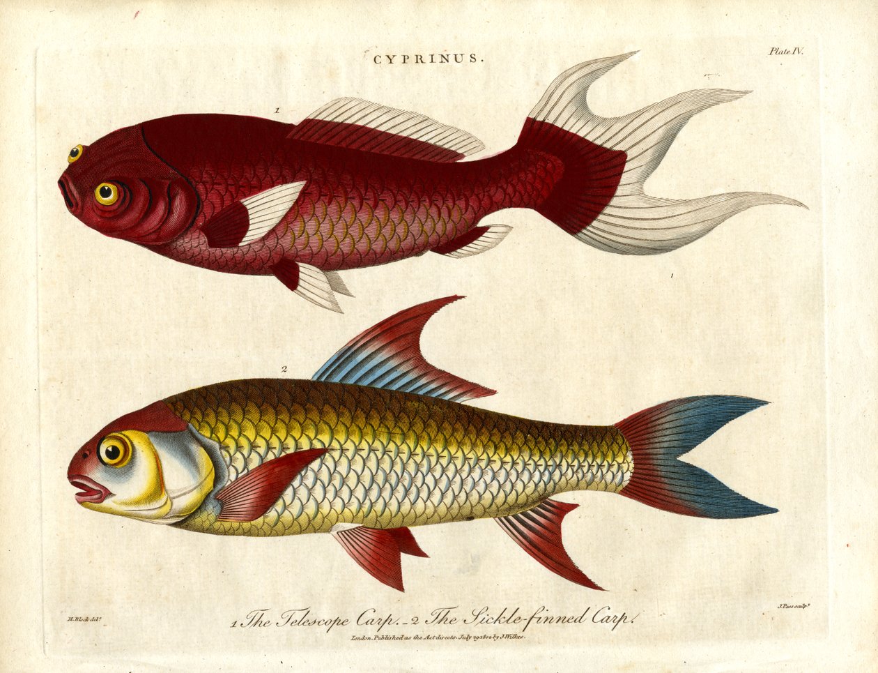 Sazan Türleri (Cyprinus) by John Pass