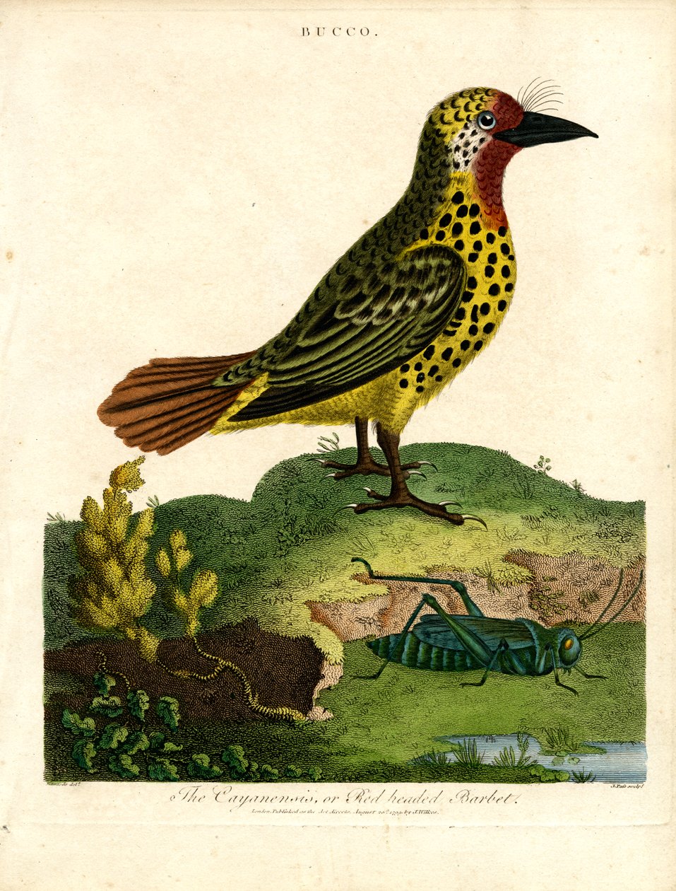 Cayenne Barbet (Bucco) by John Pass