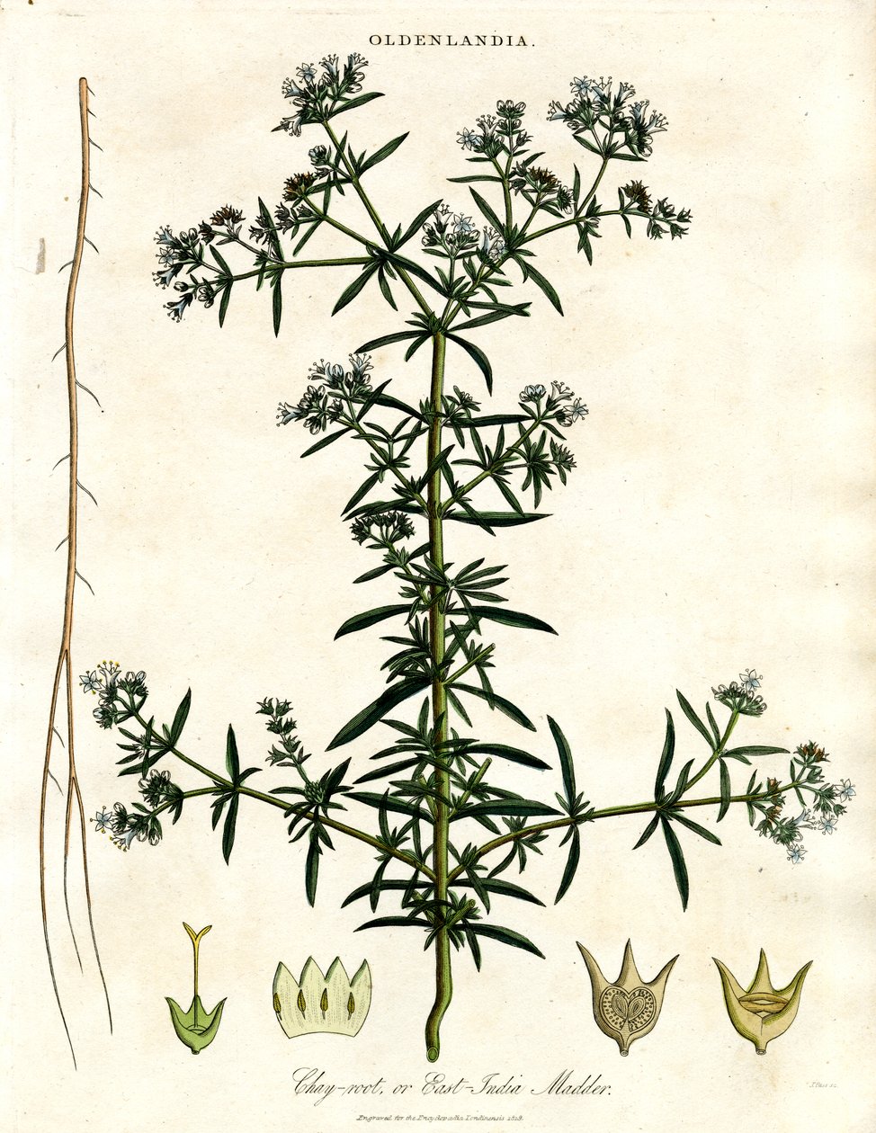 Chay-root veya Doğu Hindistan Madder by John Pass