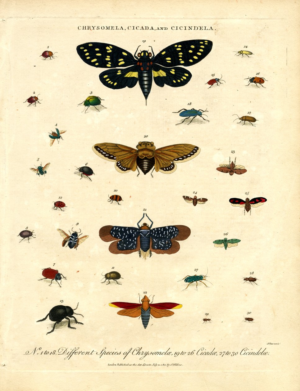 Chrysomela; Ağustos Böceği ve Cicindela by John Pass