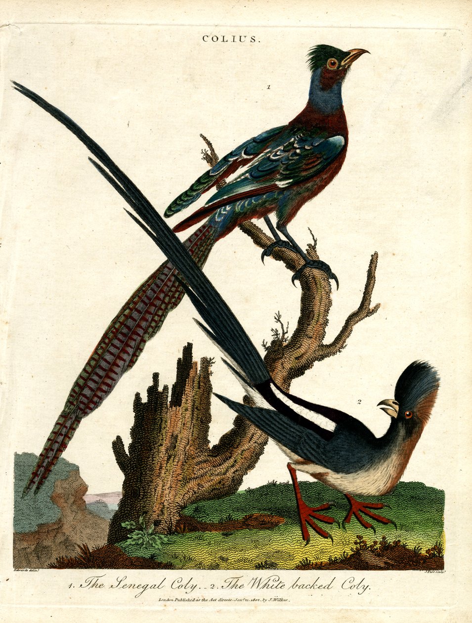 Colius Türleri (Fare Kuşları) by John Pass
