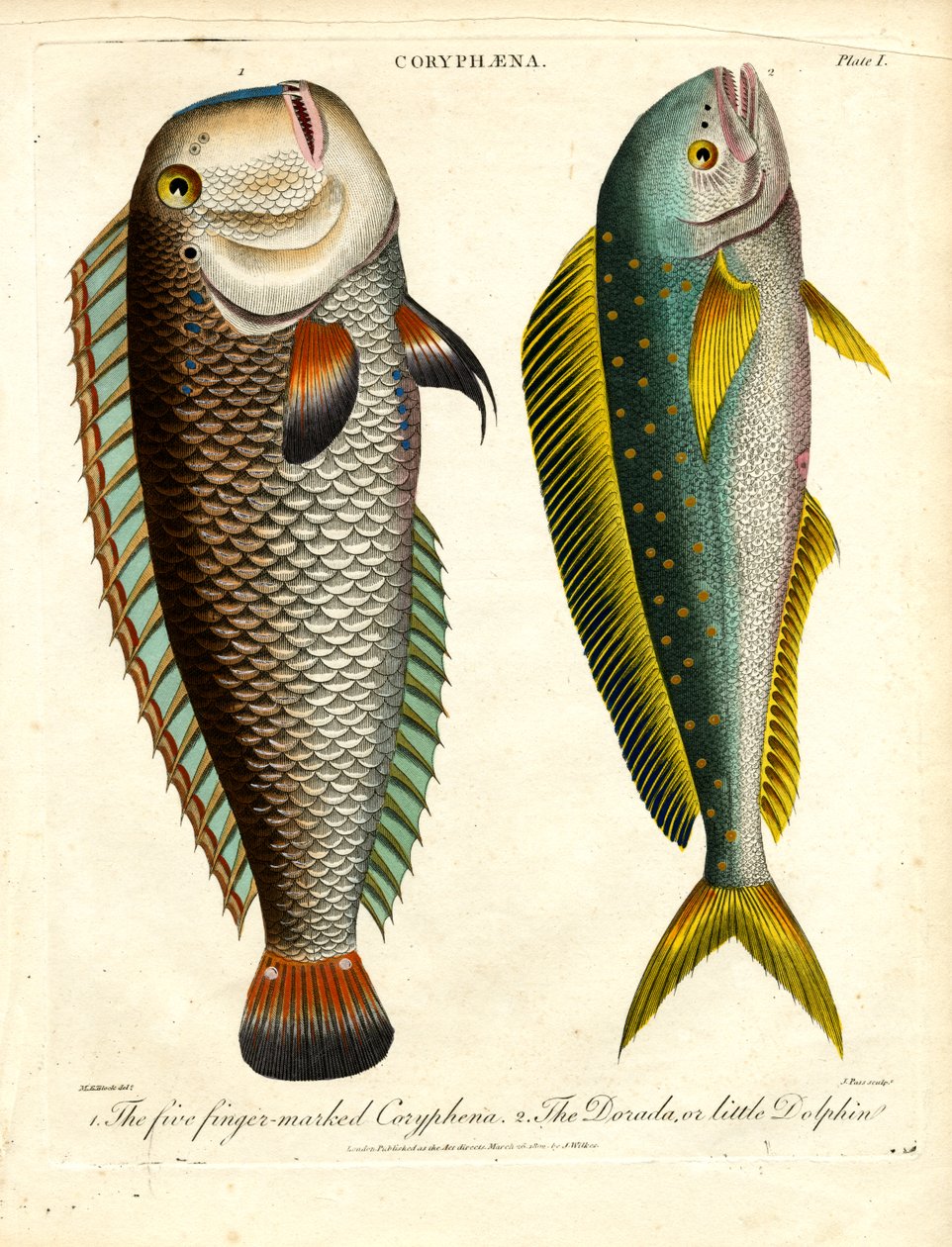 Coryphaena Türleri: Beş Parmak İşaretli Coryphaena ve Küçük Yunus by John Pass