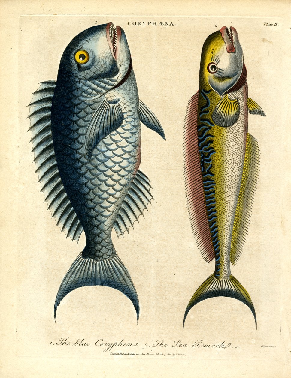 Coryphæna - Yunus Balıkları by John Pass