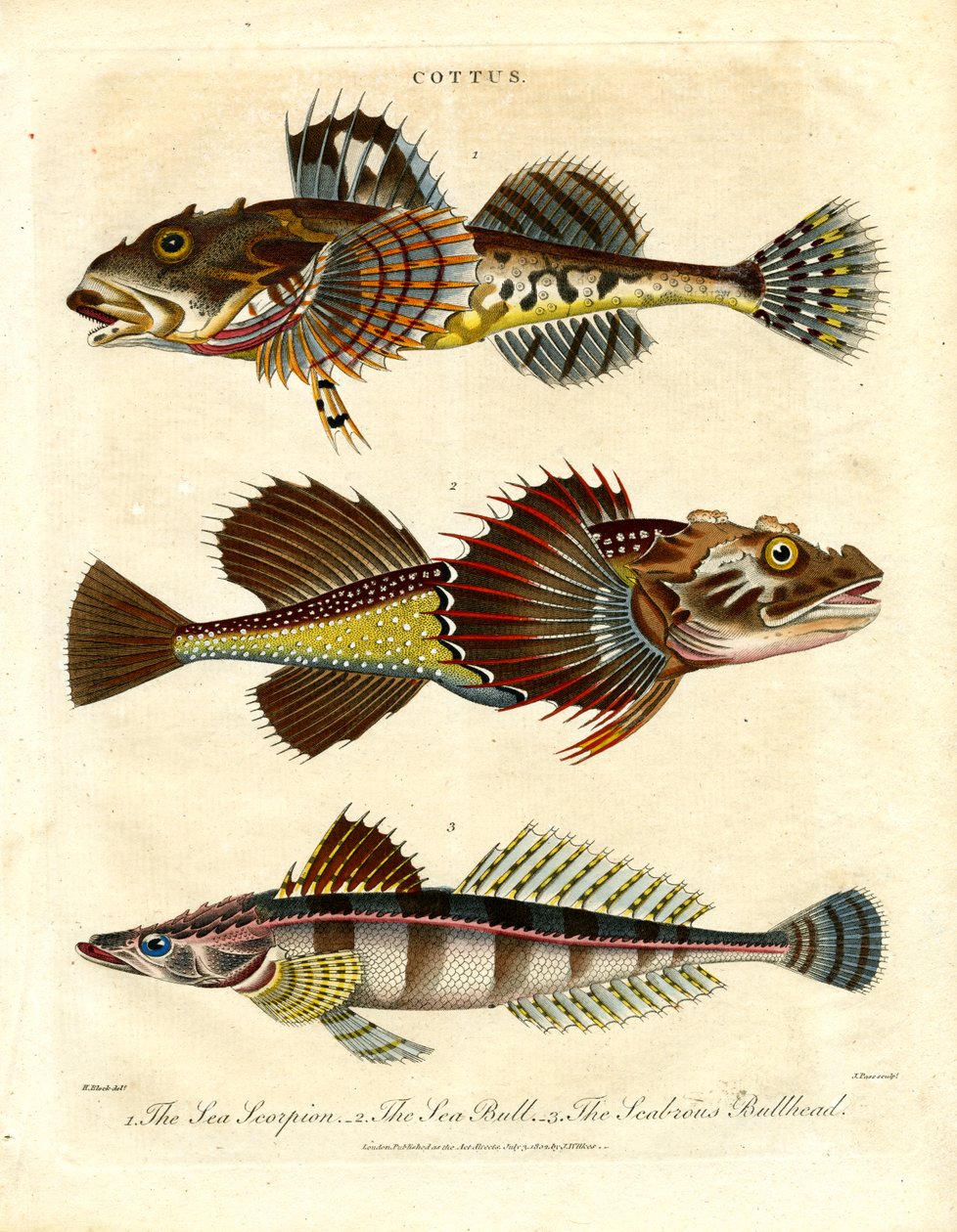 Cottus - İskorpitler ve Deniz Akrepleri by John Pass
