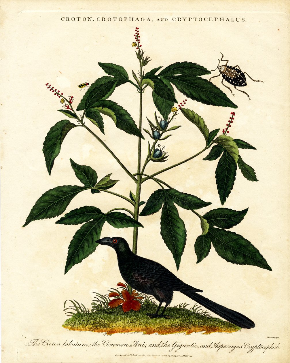 Croton; Crotophaga; ve Cryptocephalus by John Pass