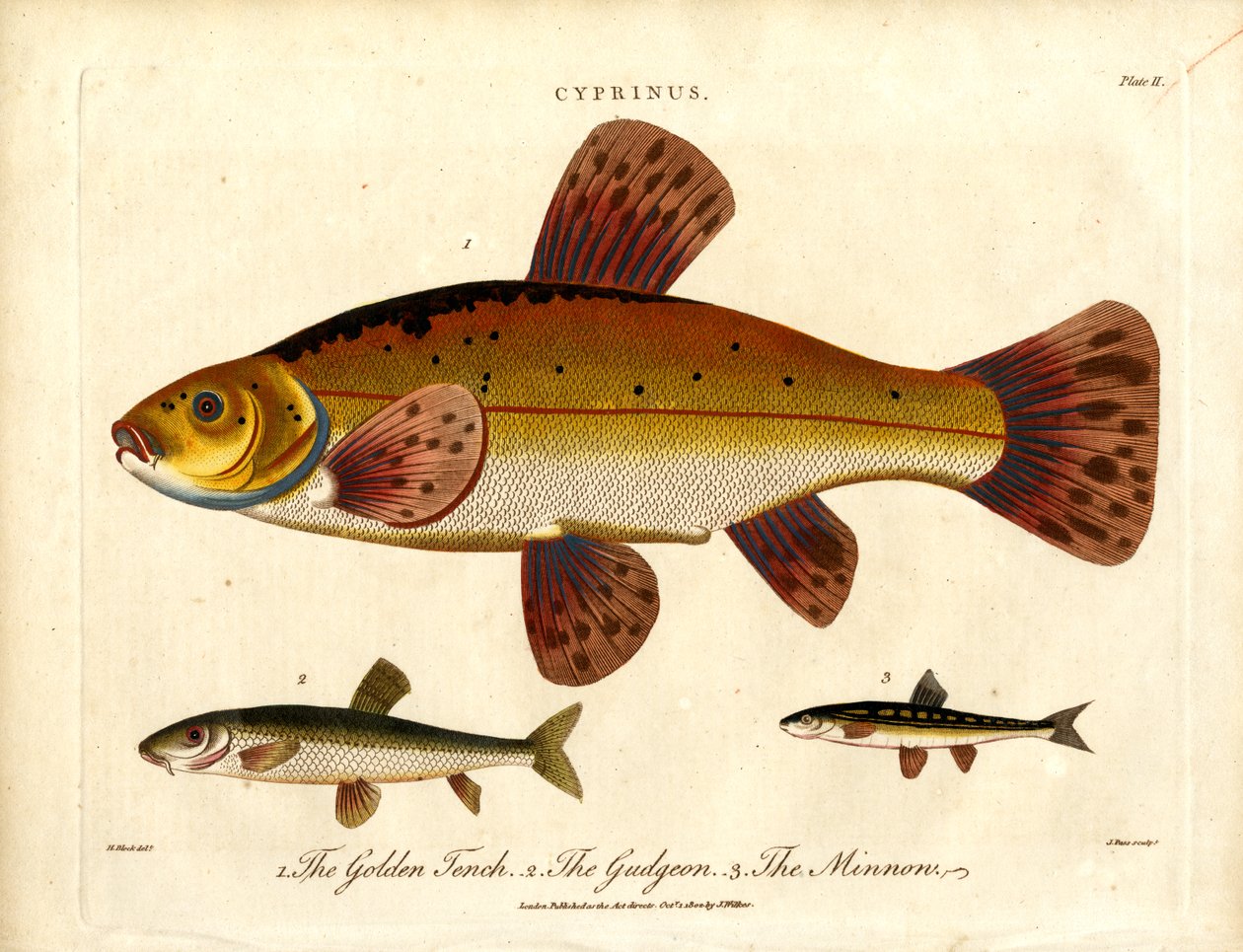Cyprinus: Golden Tench; Gudgeon ve Minnow by John Pass