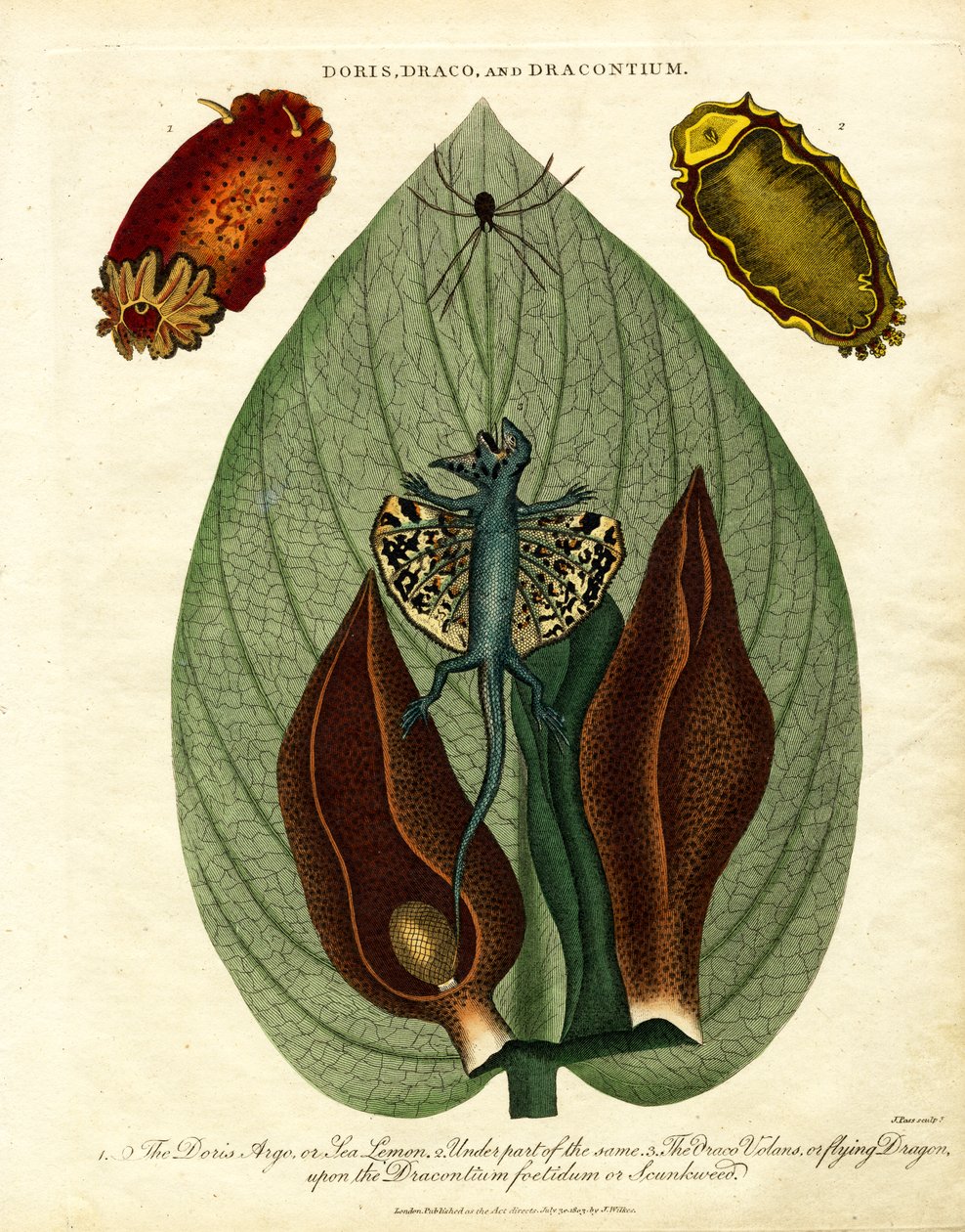 Doris; Draco; ve Dracontium by John Pass