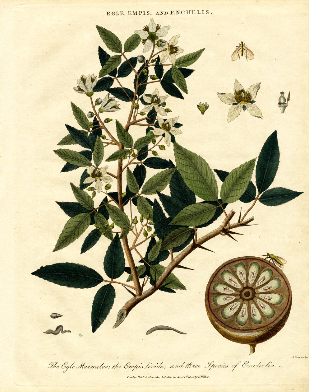 Egle; Empis ve Enchelis by John Pass
