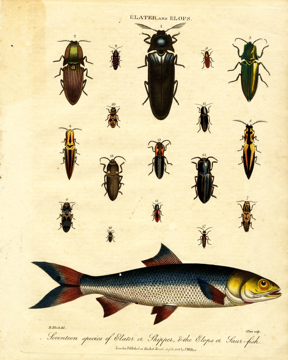 Elater ve Elops: On yedi tür Elater veya Skipper;  Elops veya Saur-fish by John Pass