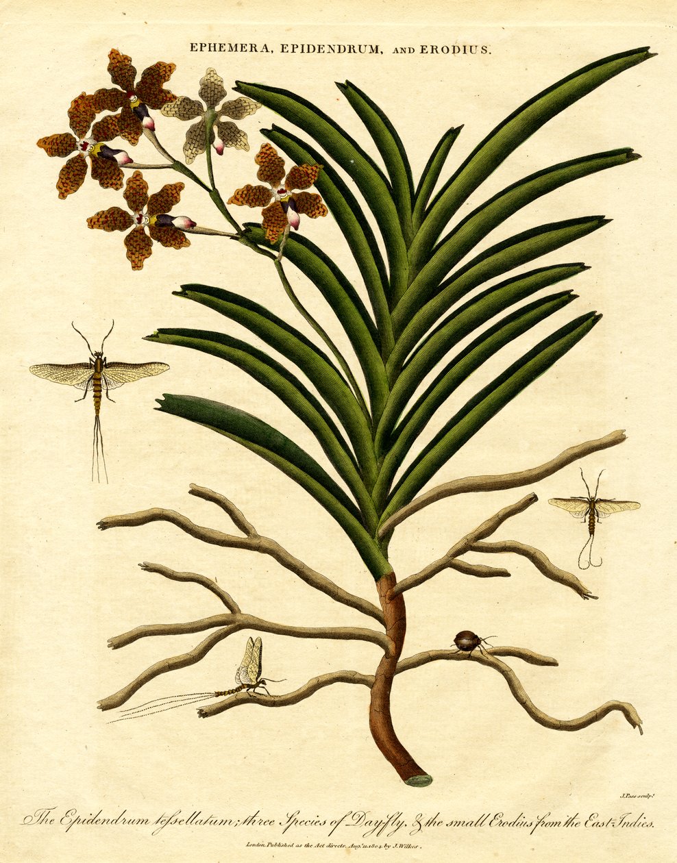 Epidendrum; Ephemera; ve Erodius by John Pass