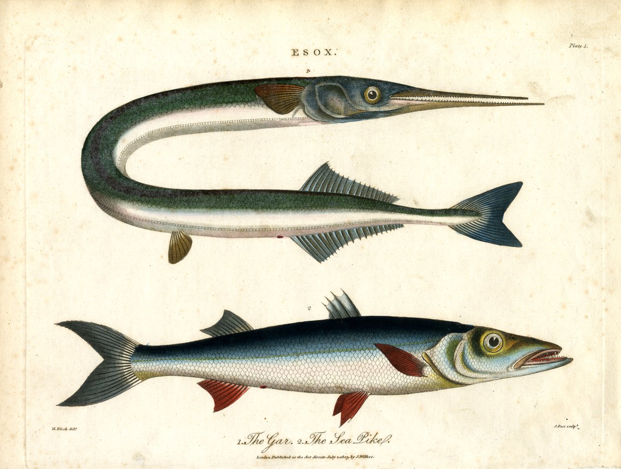 Esox: Gar ve Deniz Turna Balığı by John Pass