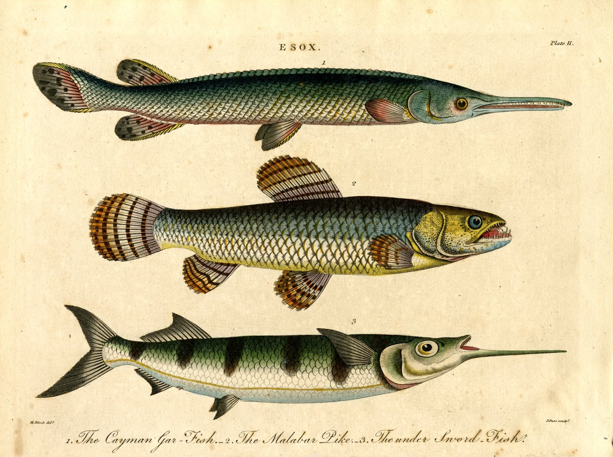 Esox: Turna ve Kılıç Balığı Türleri by John Pass