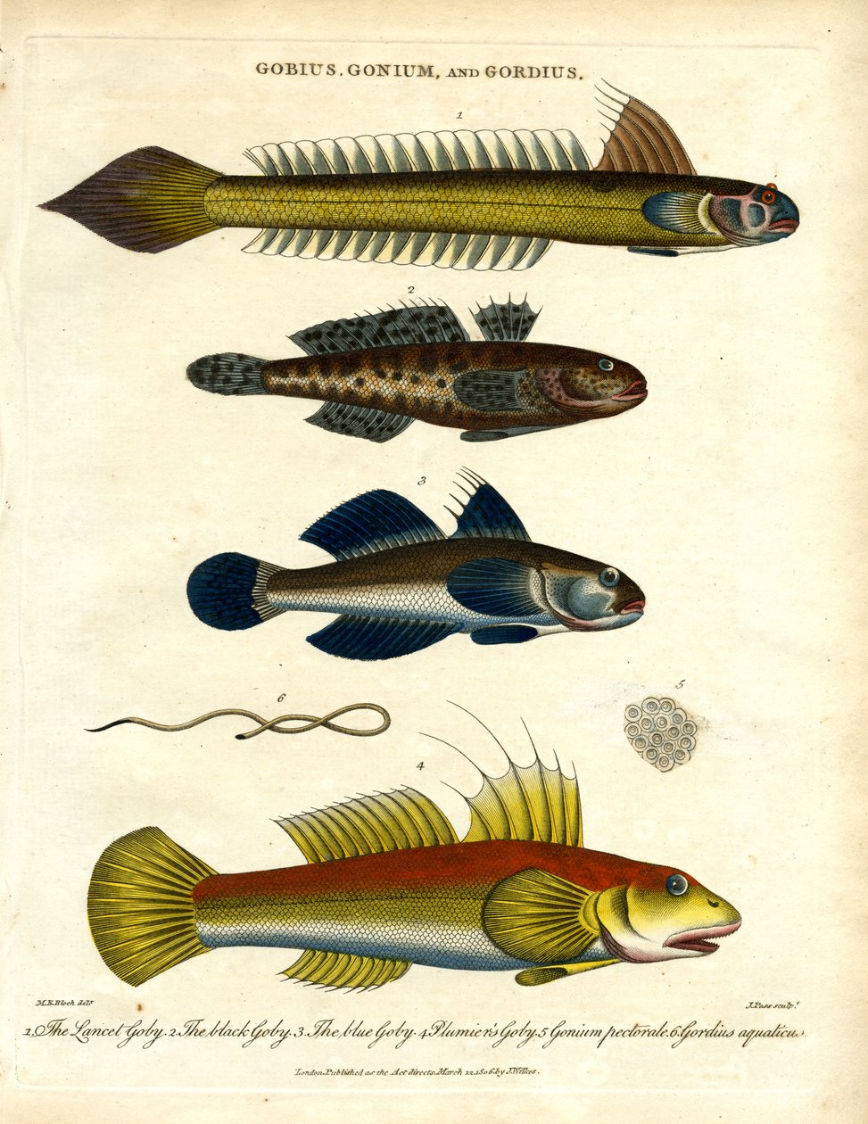 Gobius; Gonium ve Gordius: Gobiler ve Kıl Kurdu by John Pass