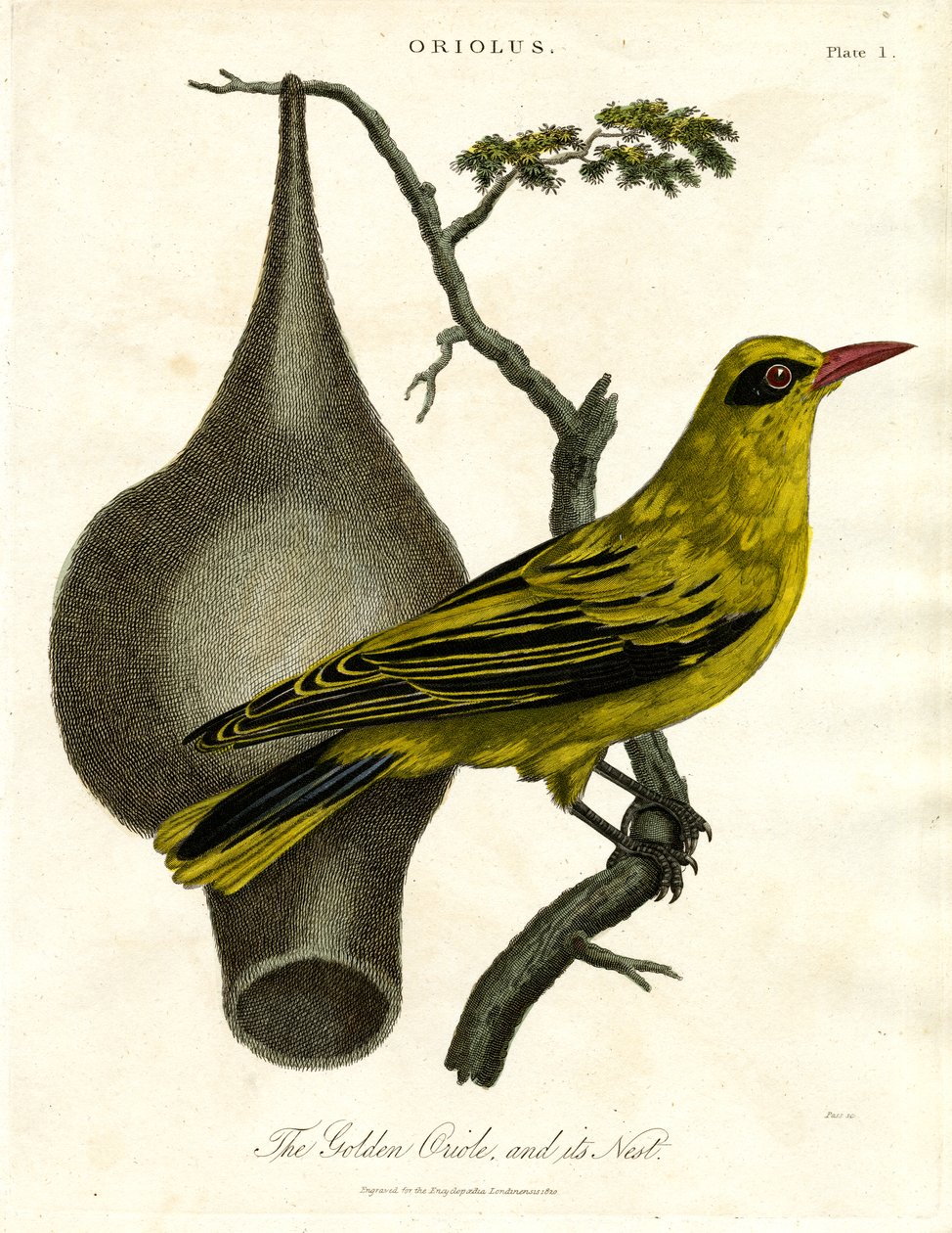 Altın Oriole ve Yuvası by John Pass